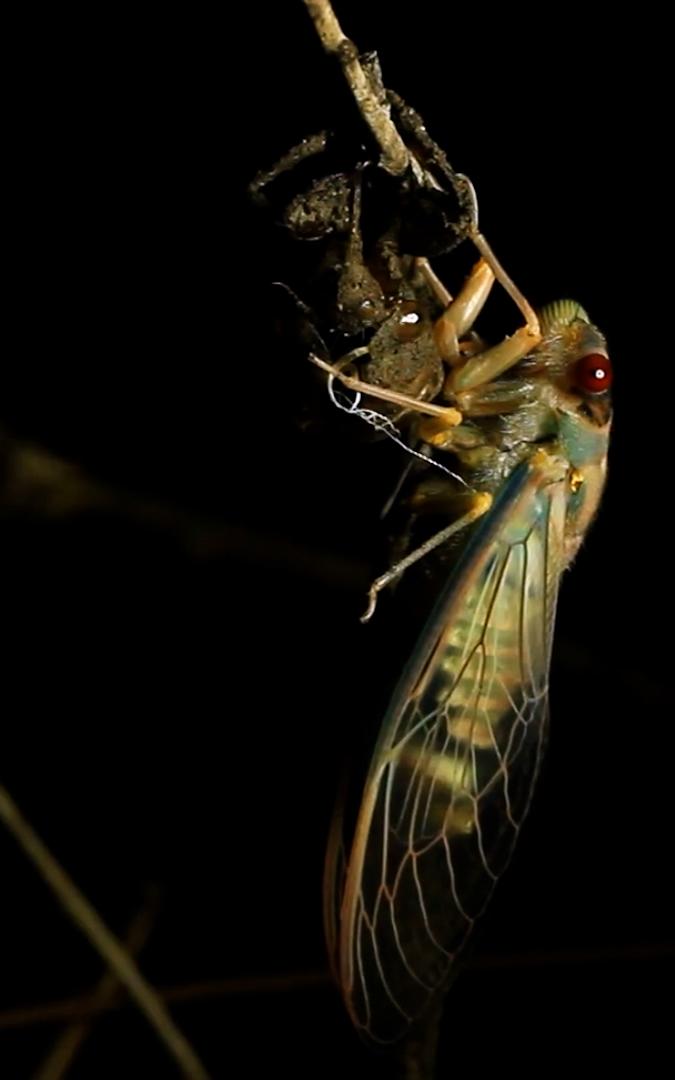 Beautiful News-Insect seen at night