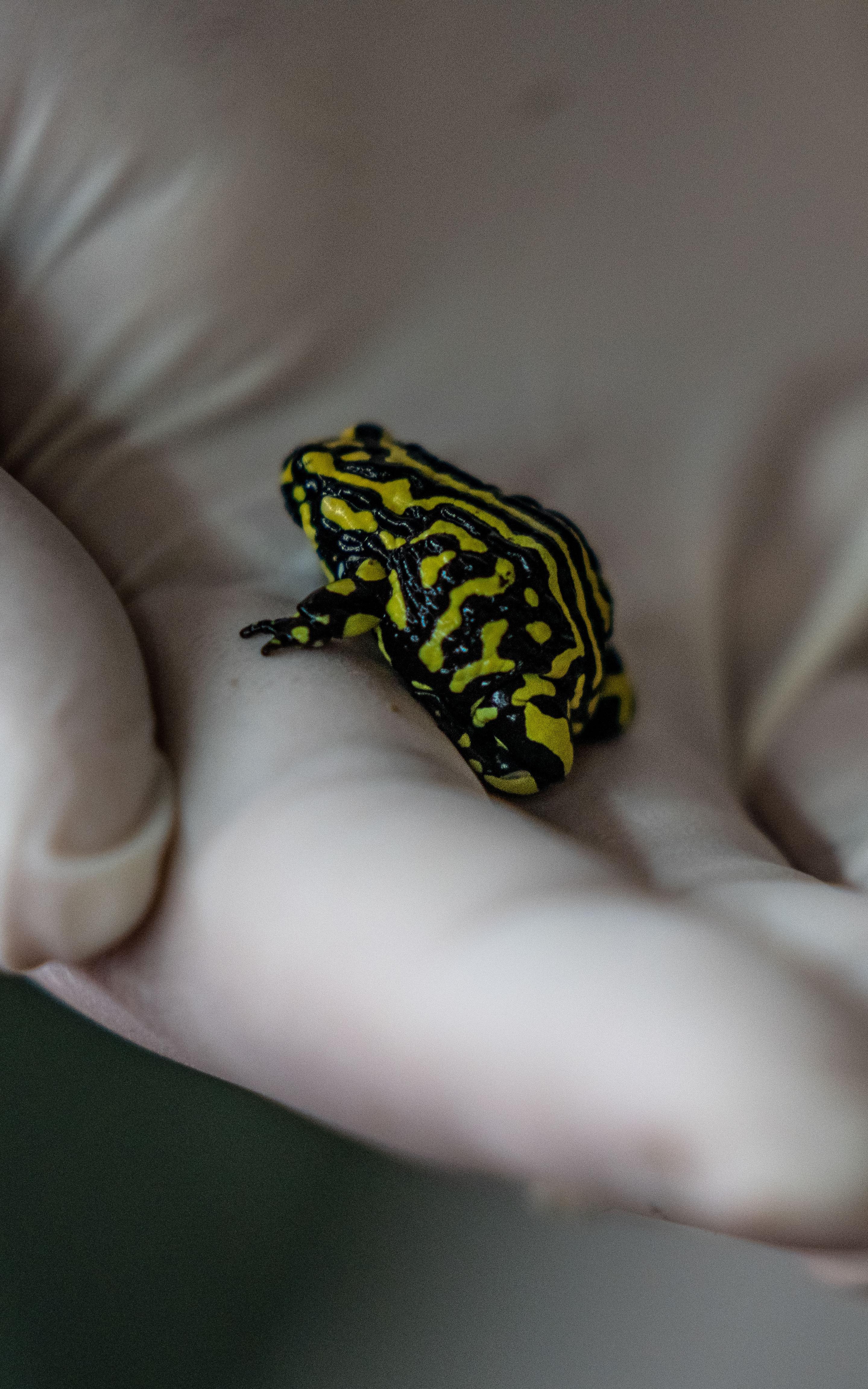 beautiful news frog