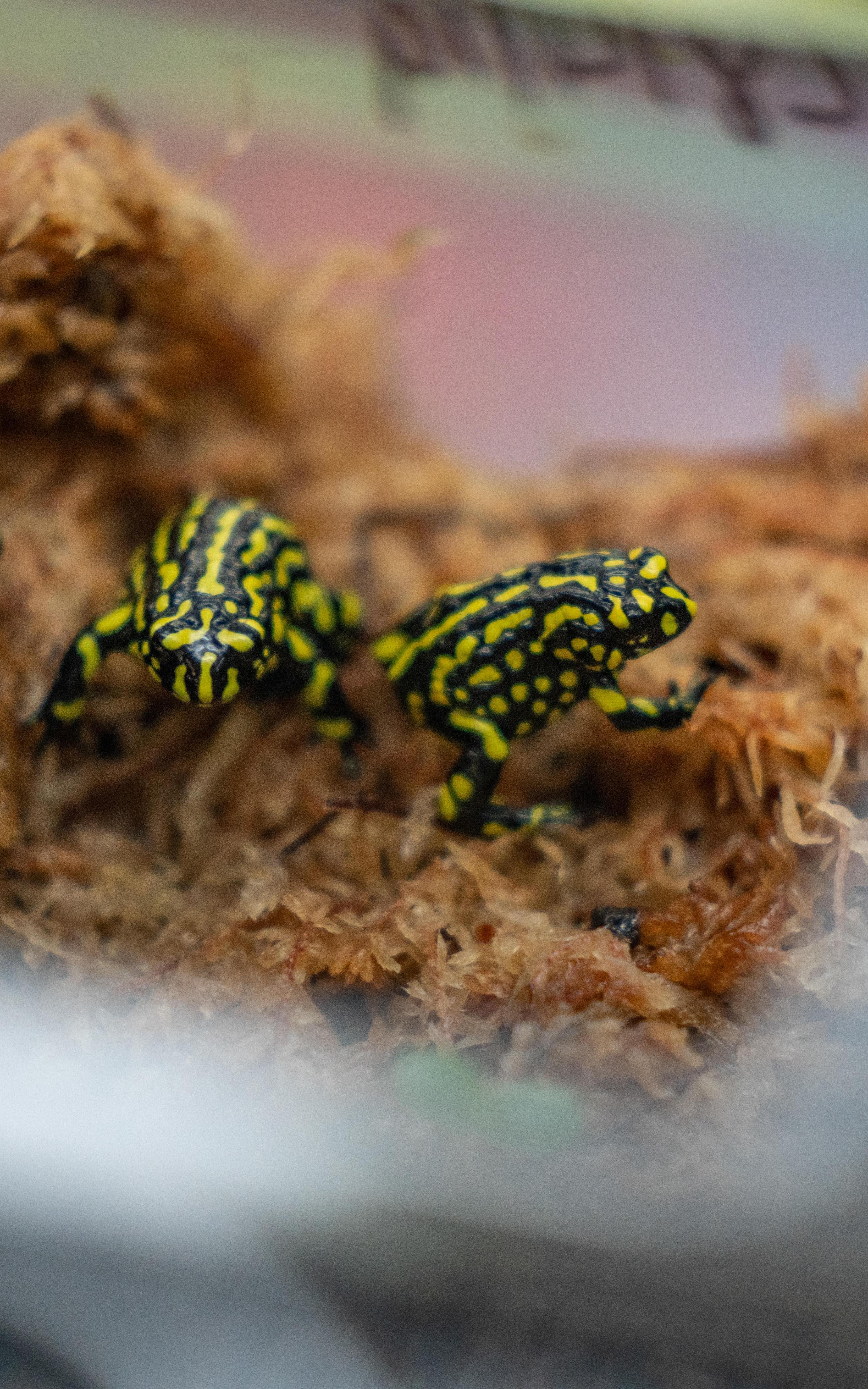 beautiful news frogs