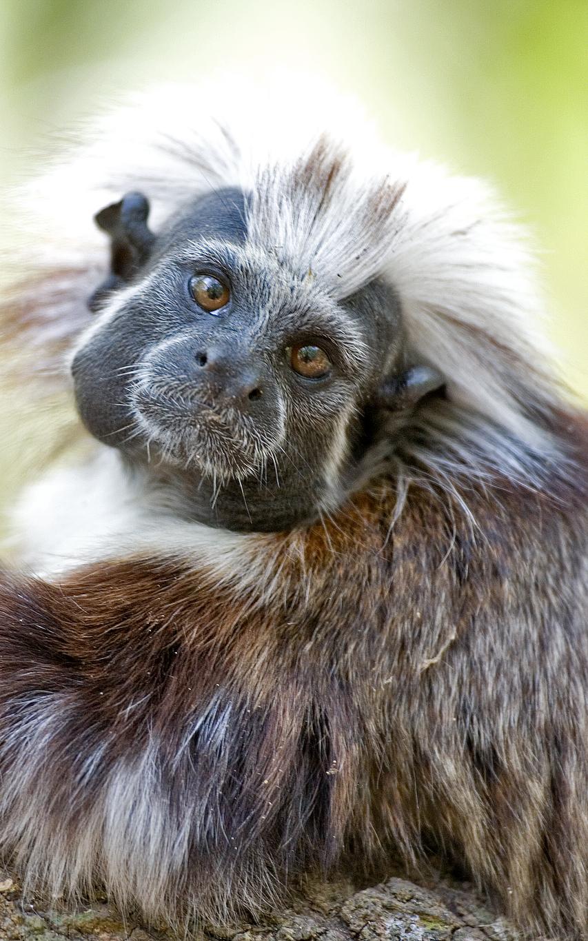 cotton-top tamarins in Colombia.