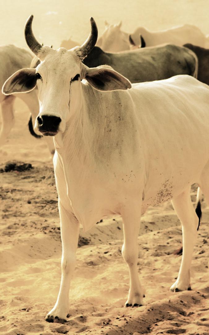 Beautiful News- All white and all black cows 