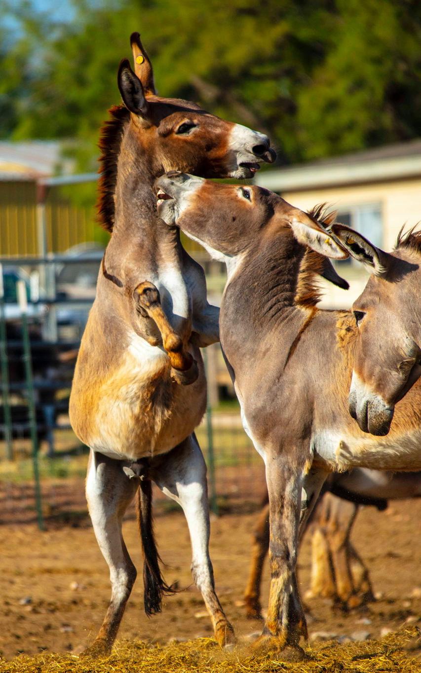 beautiful news donkey