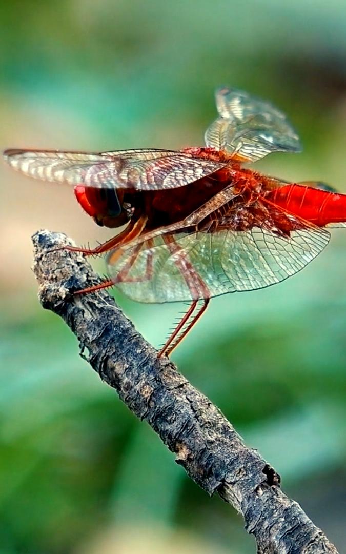 Beautiful News- Dragonfly perched on a branch