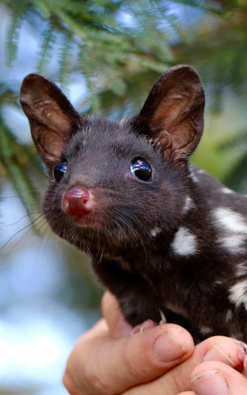 beautiful news quolls