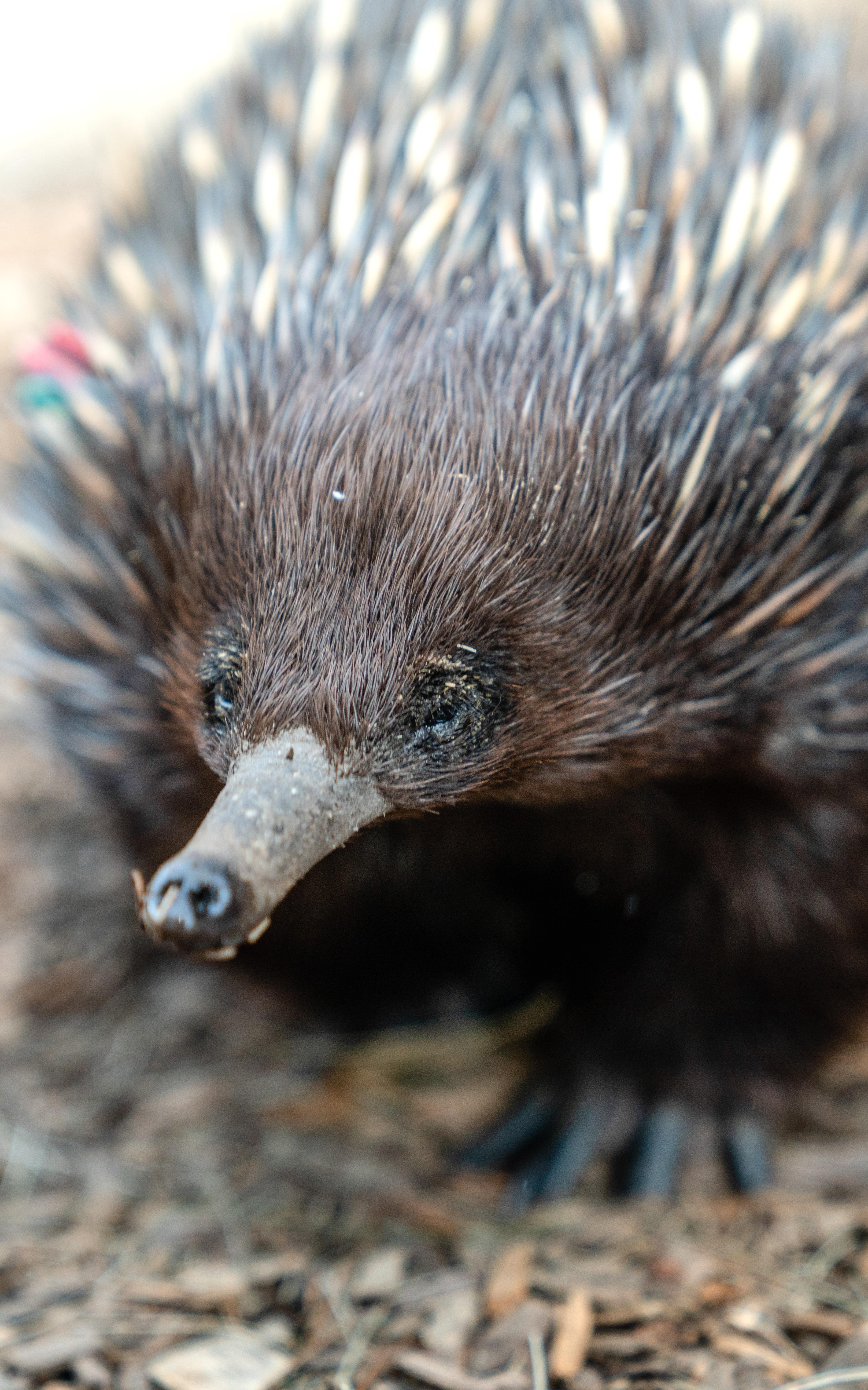 Echidnas.