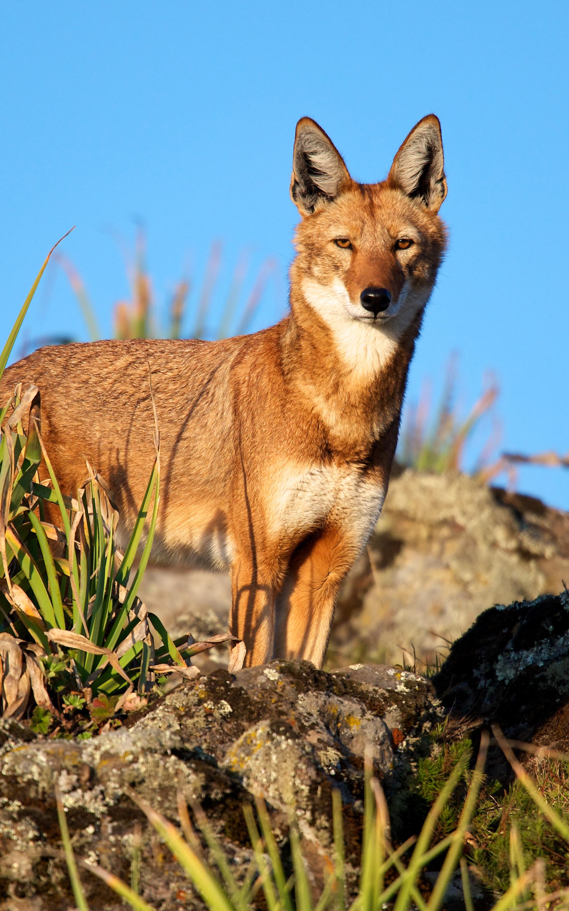 beautiful news wolves