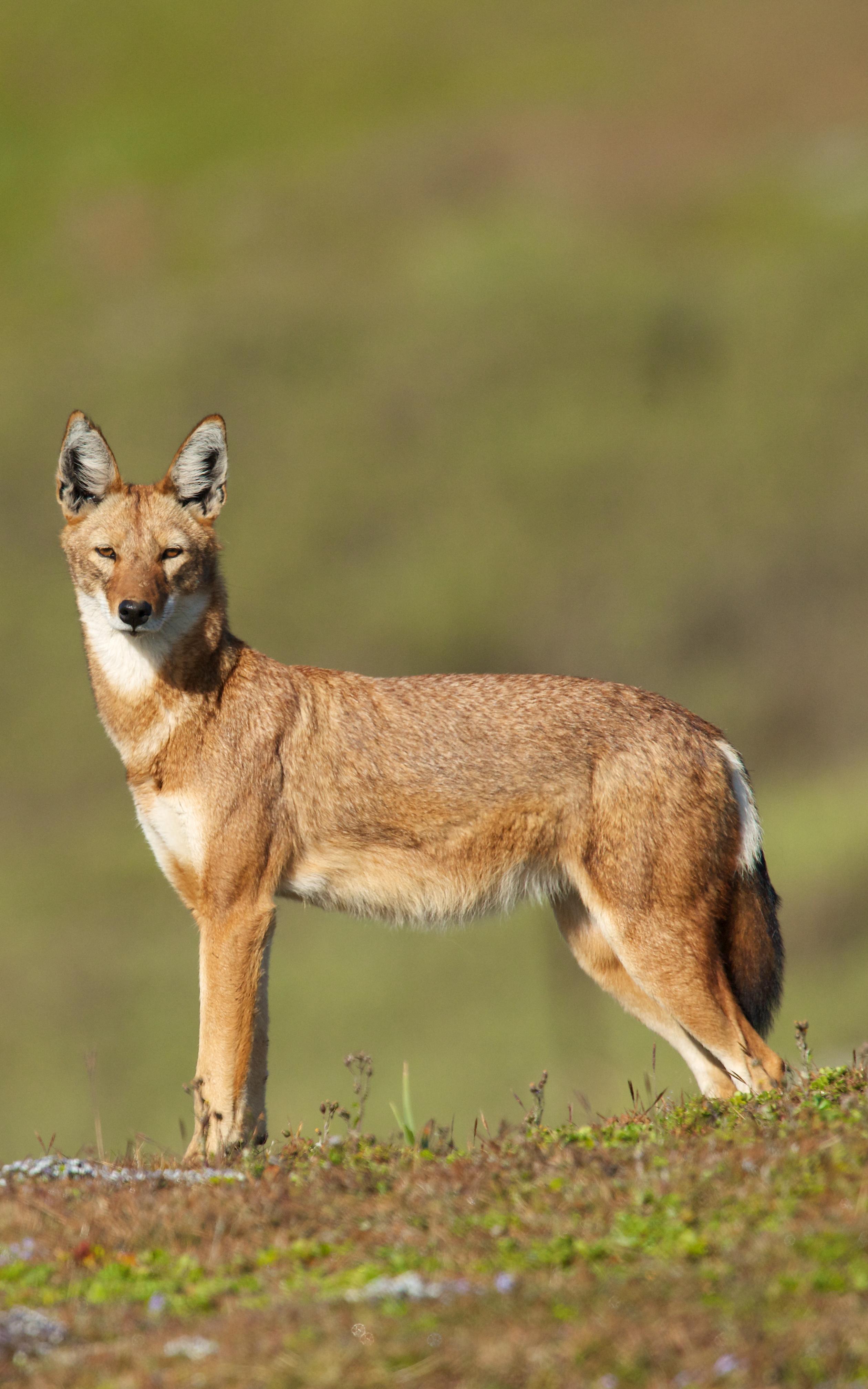 beautiful news wolf