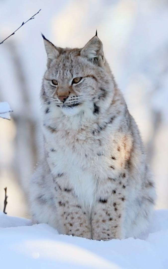 Lynx in the snow.