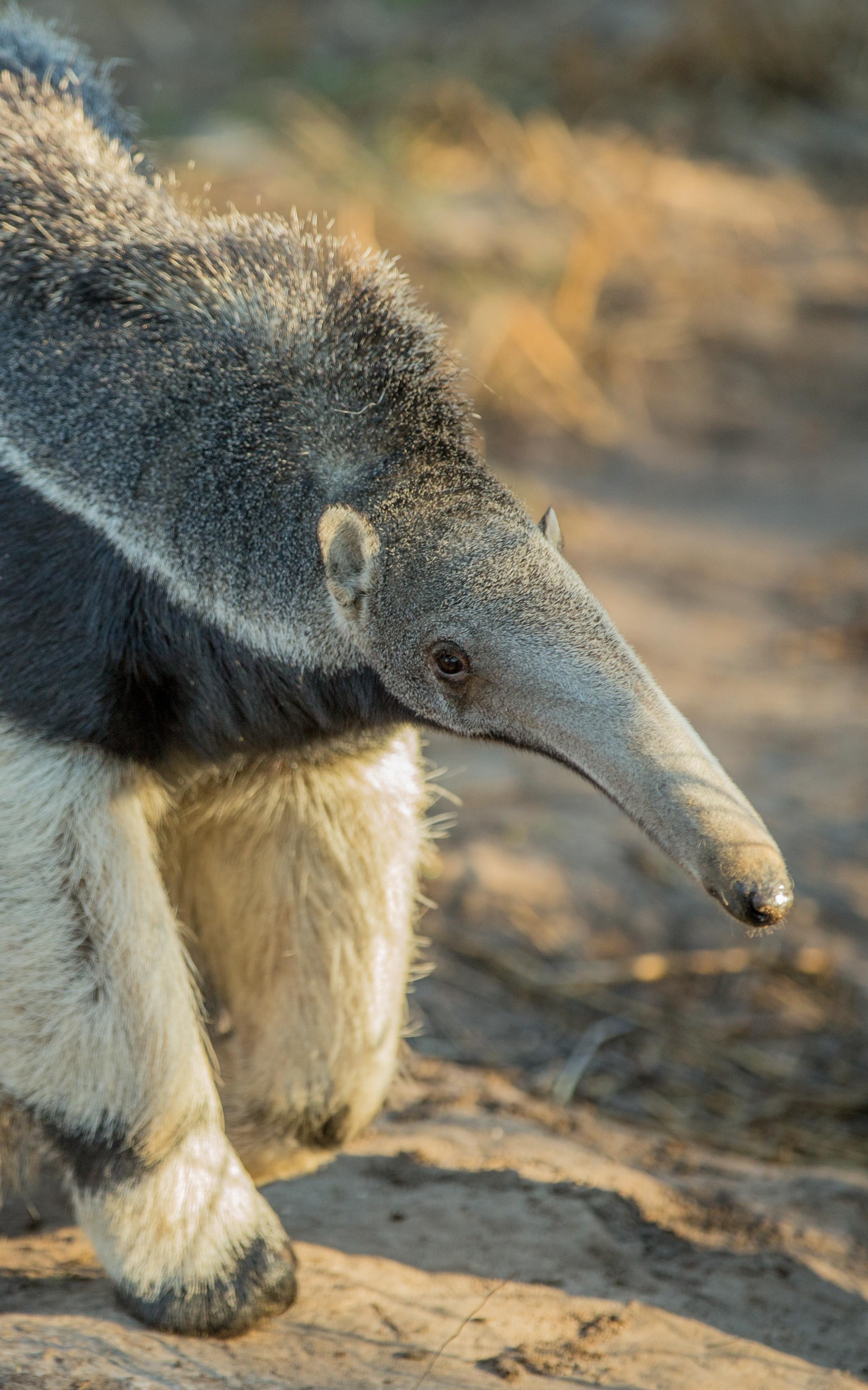 beautiful news giant anteaters