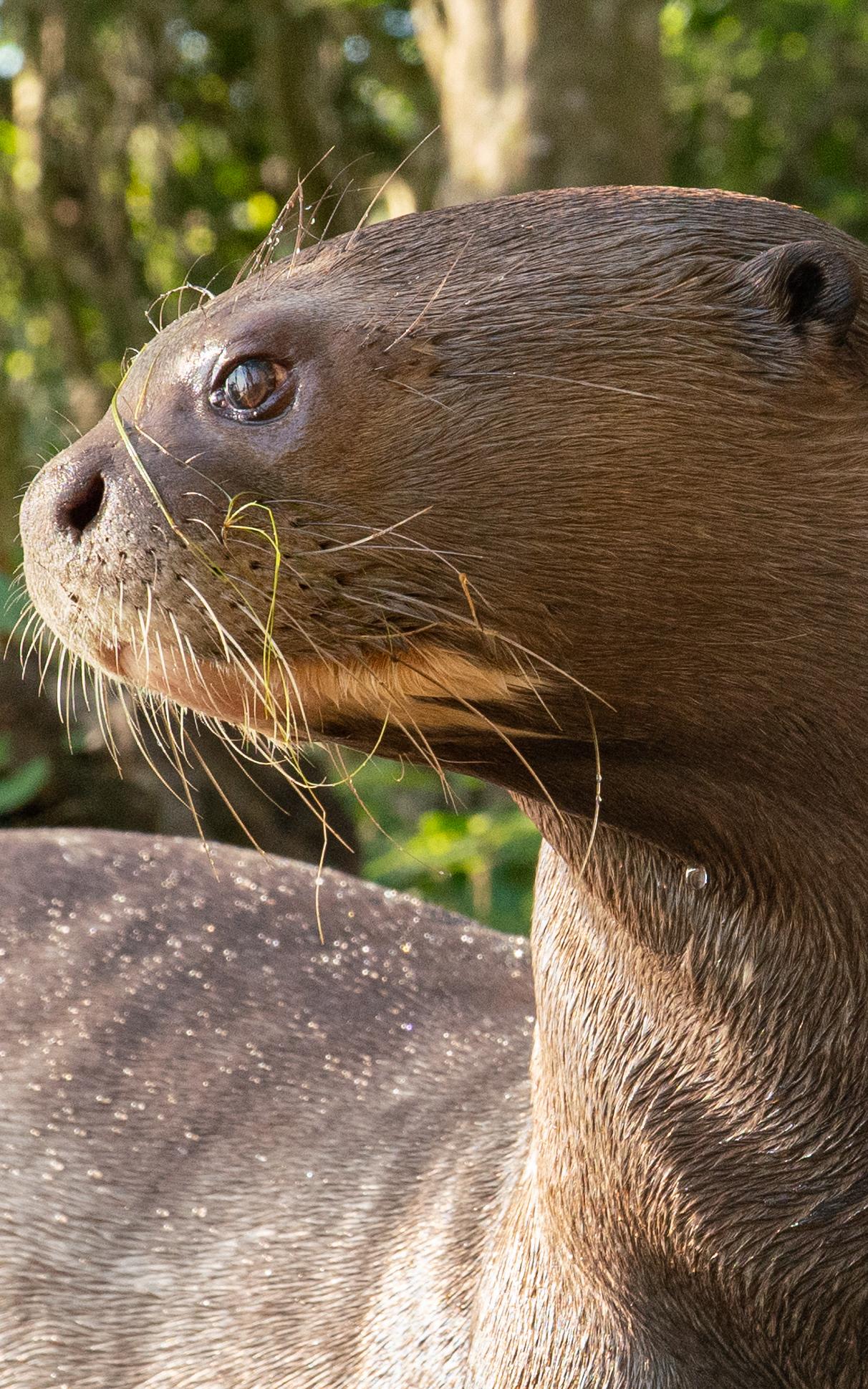 beautiful news giant otter