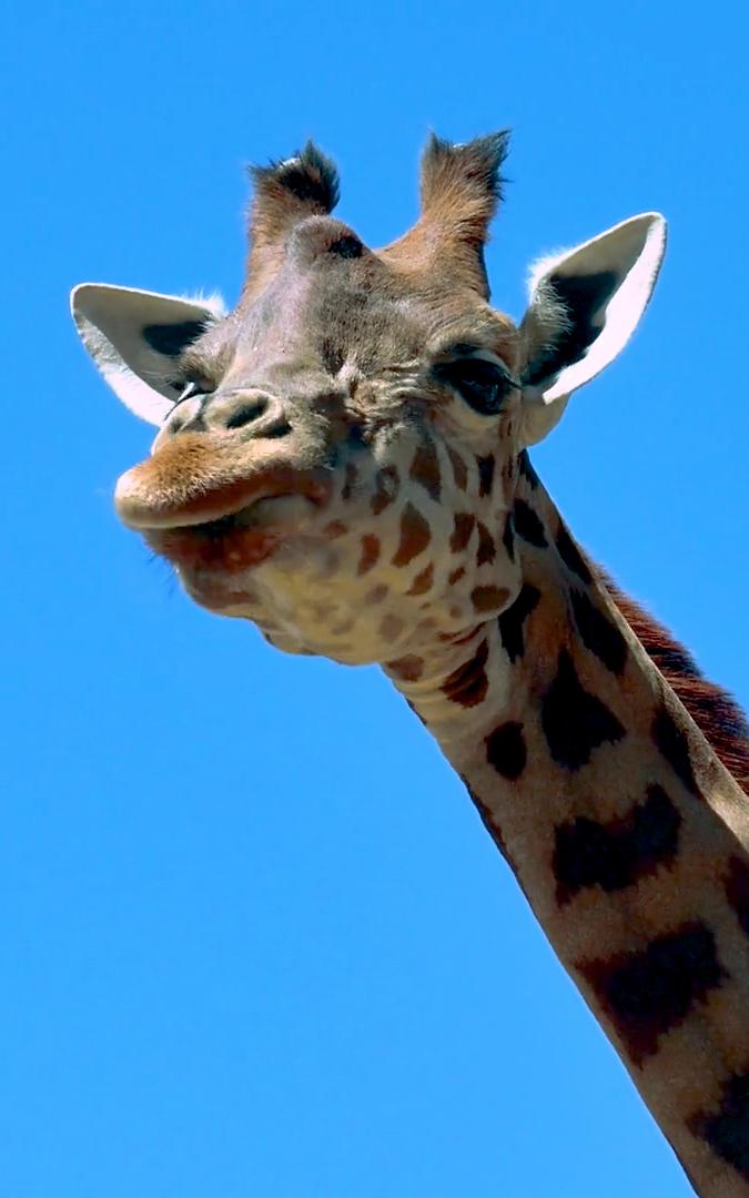 beautiful news giraffes