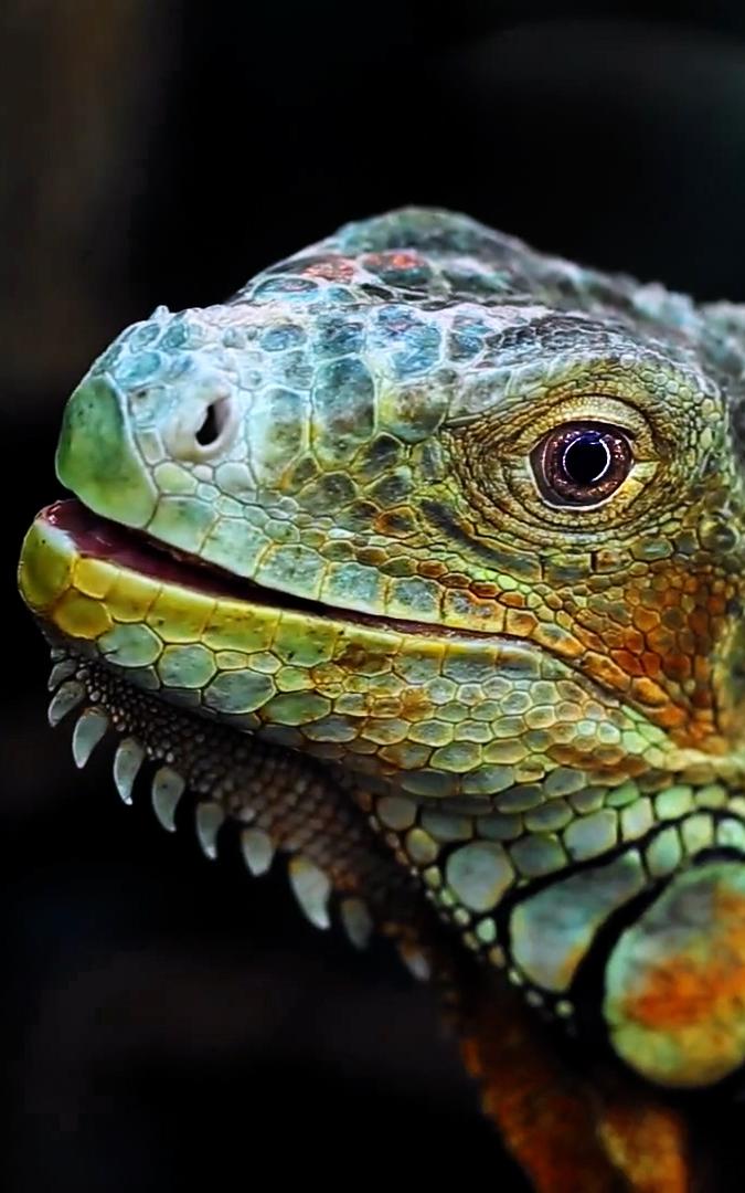Beautiful News-Iguana close-up 