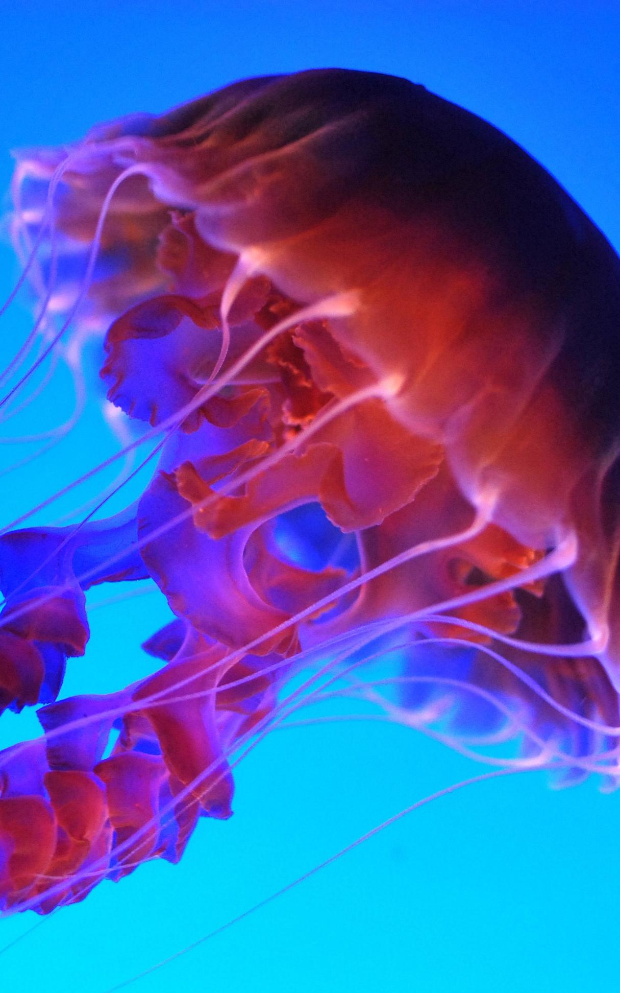Beautiful News-Jellyfish in the ocean