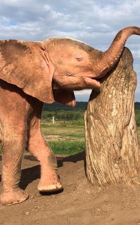 Elephant.