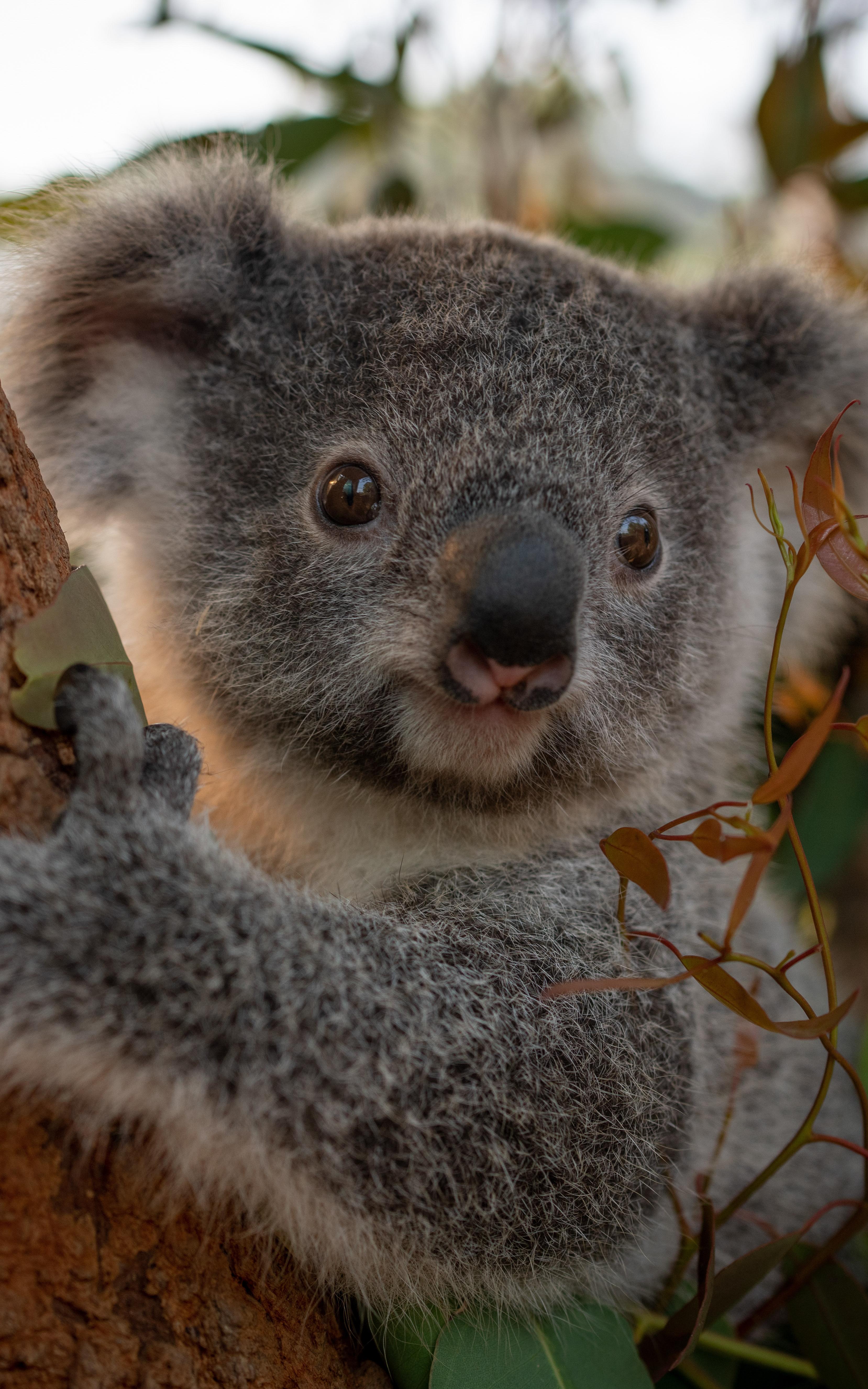 Koala bear Koalabear Australia nature in tree natural world beautiful news