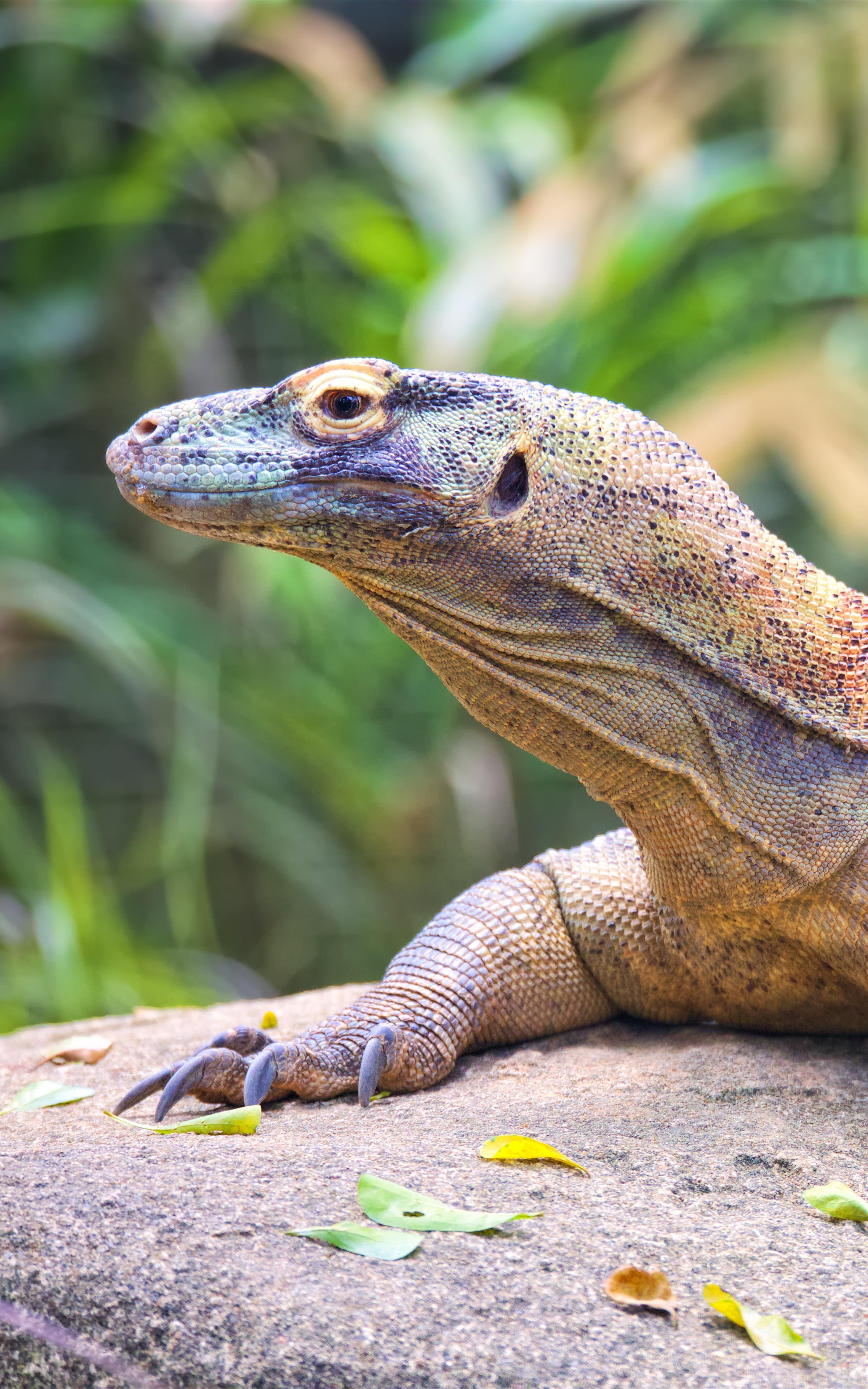 Beautiful News - A Komodo Dragon from Indonesia