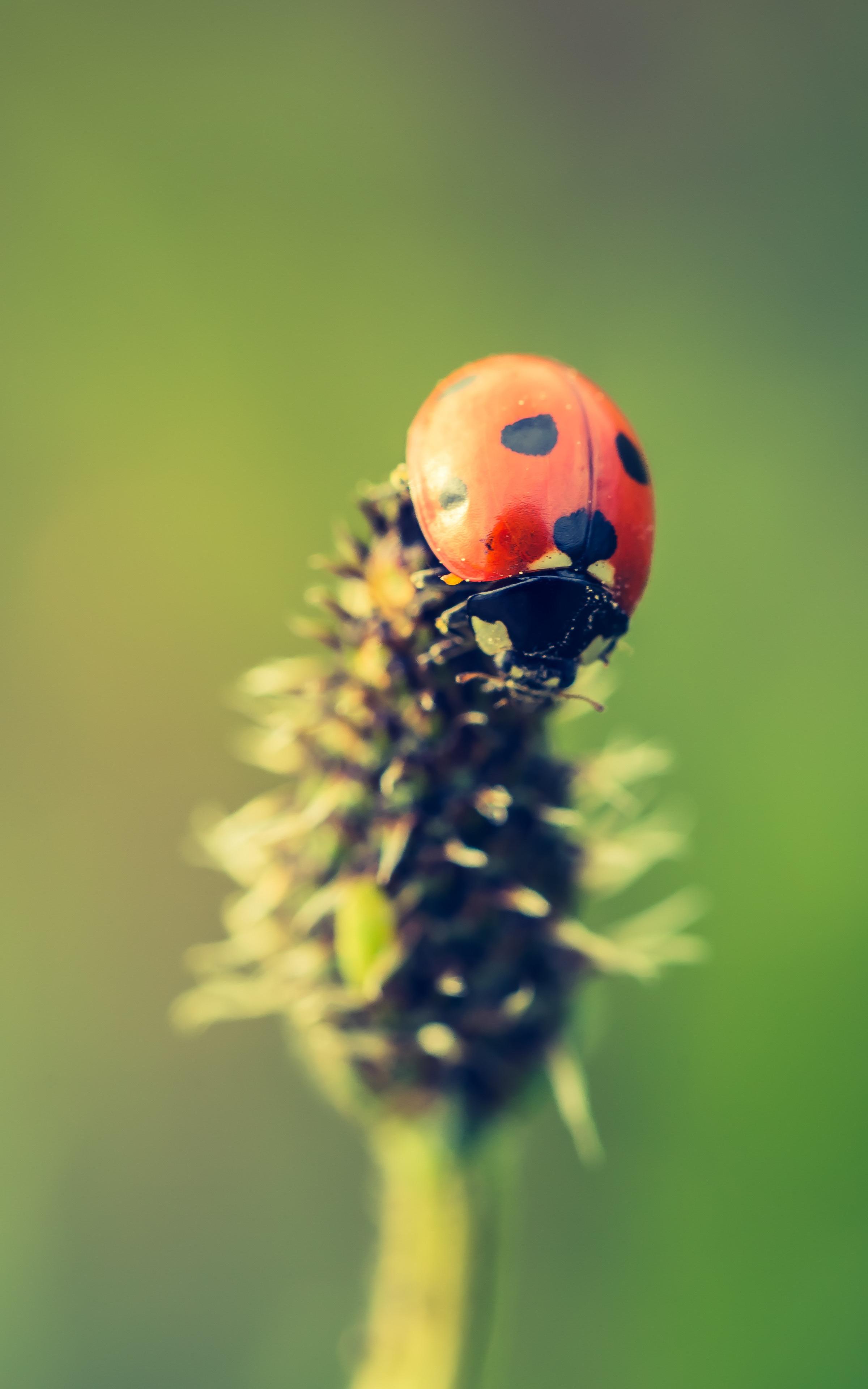 Beautiful News - Lady Bug on a plant.
