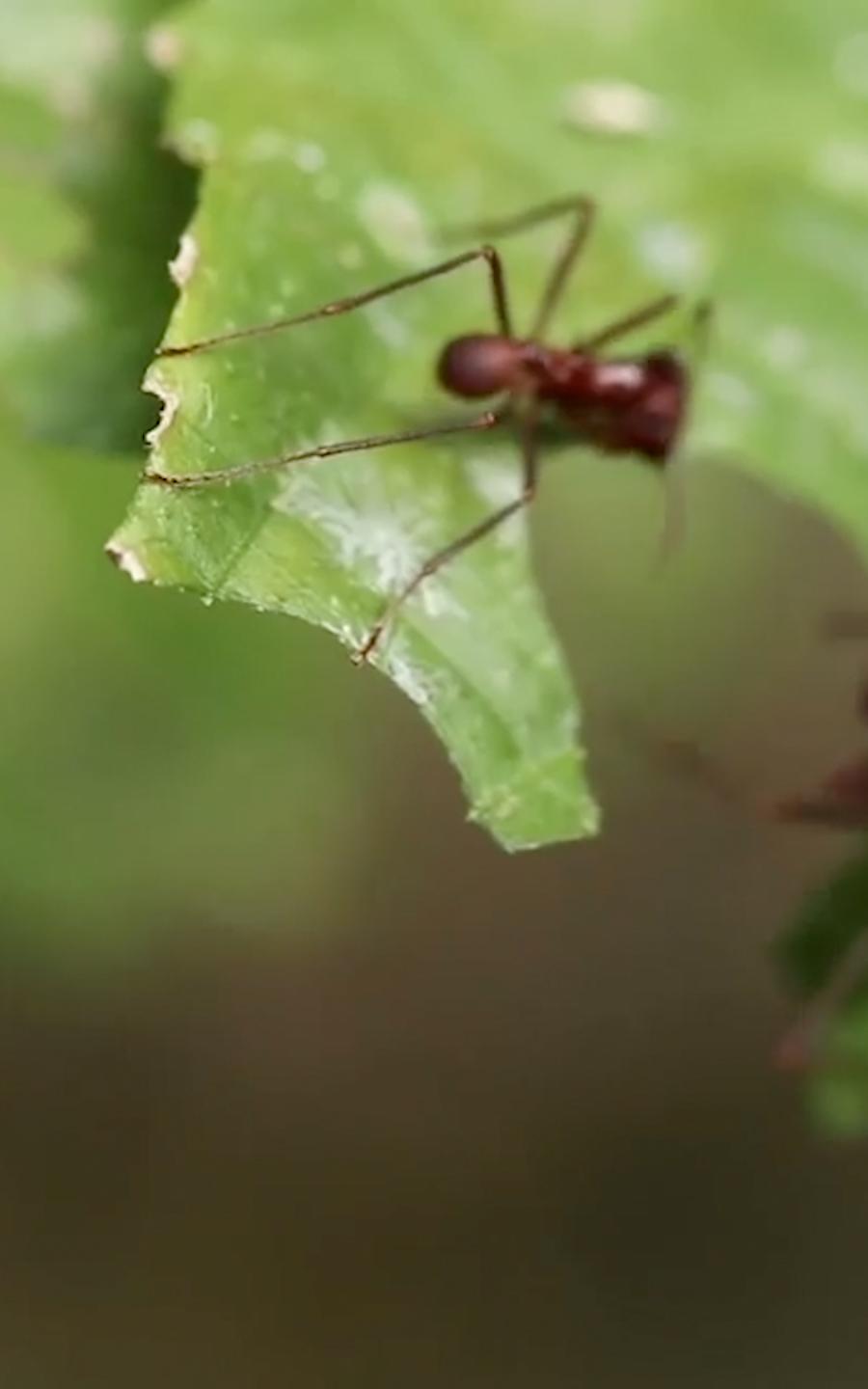 ants on a leaves. 