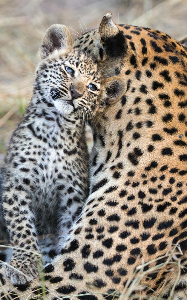 beautiful news leopardess