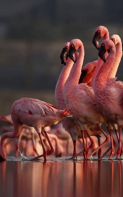 beautiful news lesser flamingos
