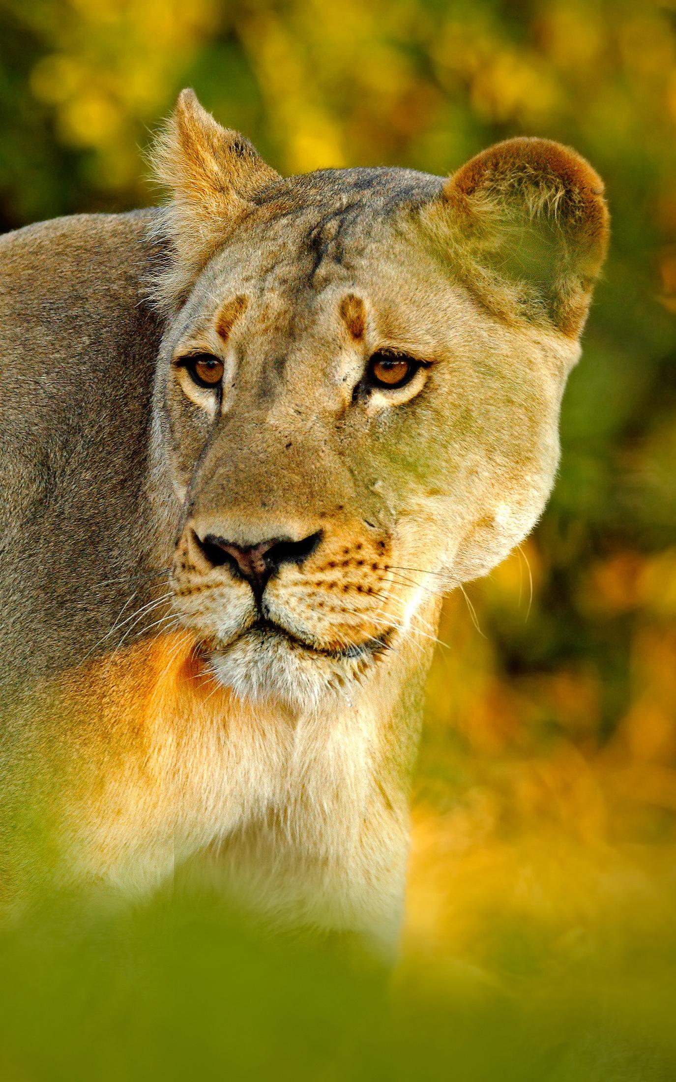 beautiful news lions