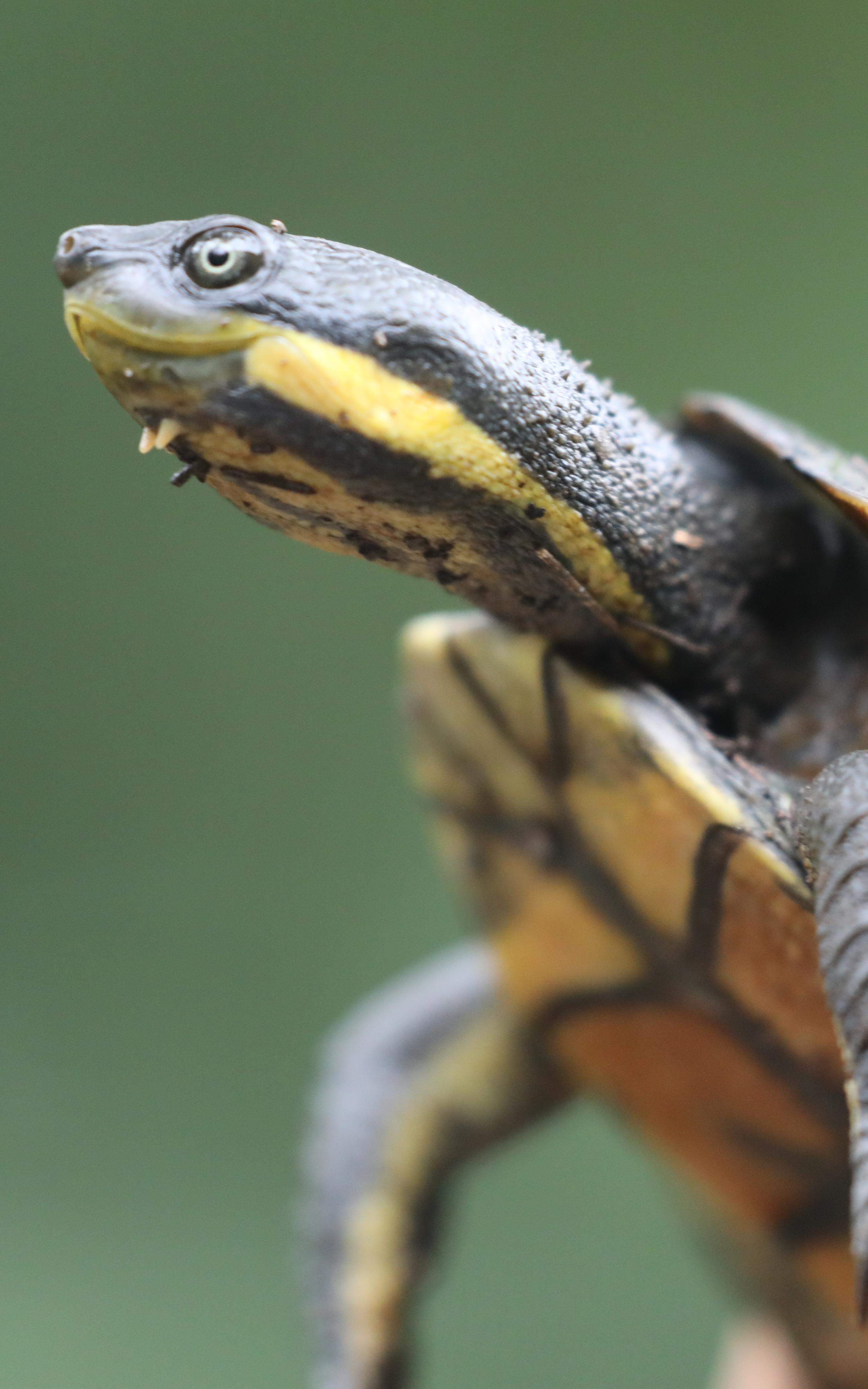 turtle 