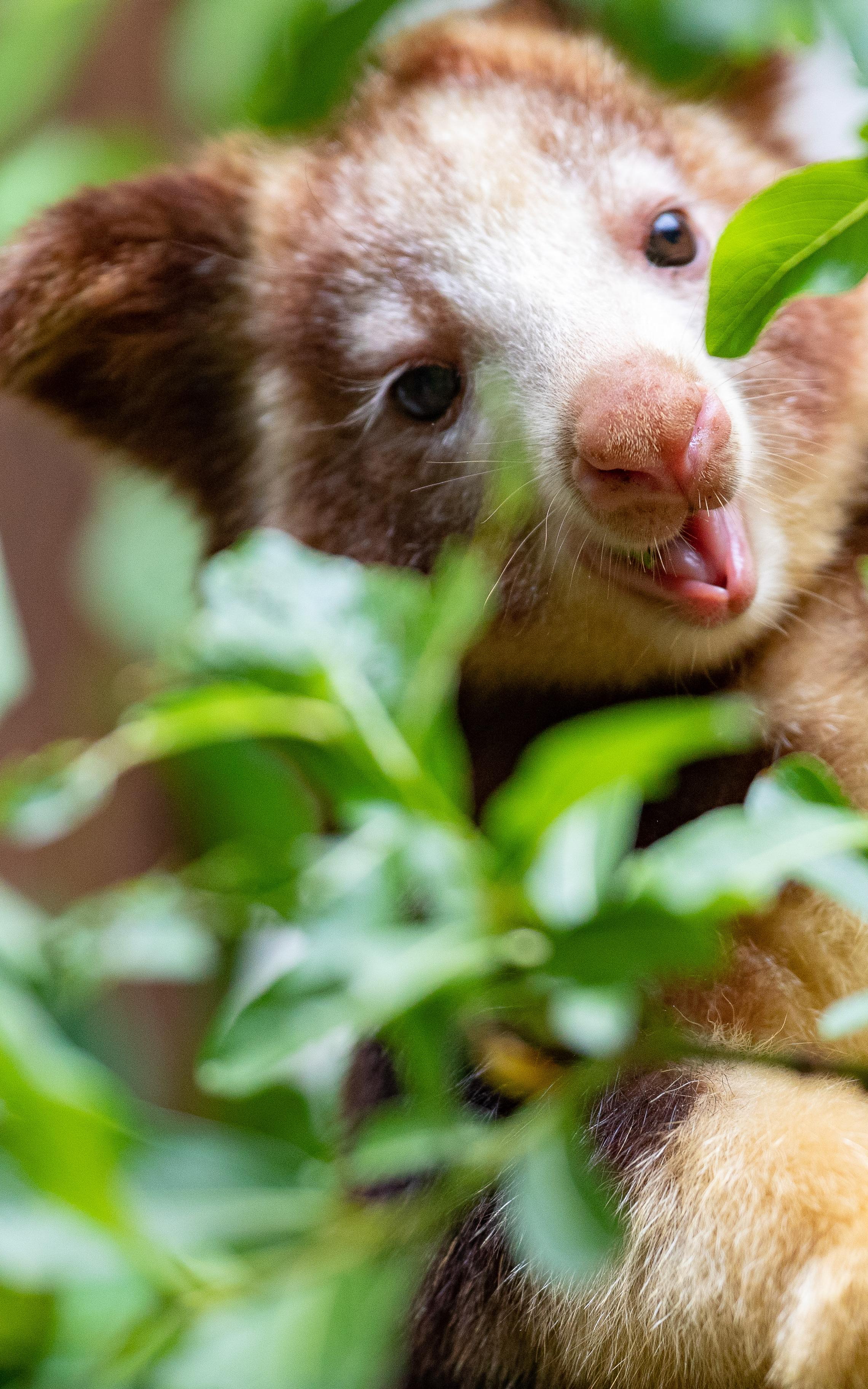 These kangaroos live in the clouds. Meet the ghostly species of Papua New Guinea.