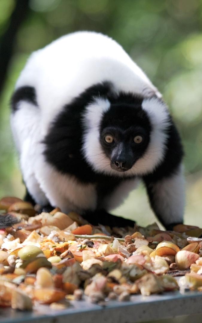 beautiful news monkeyland