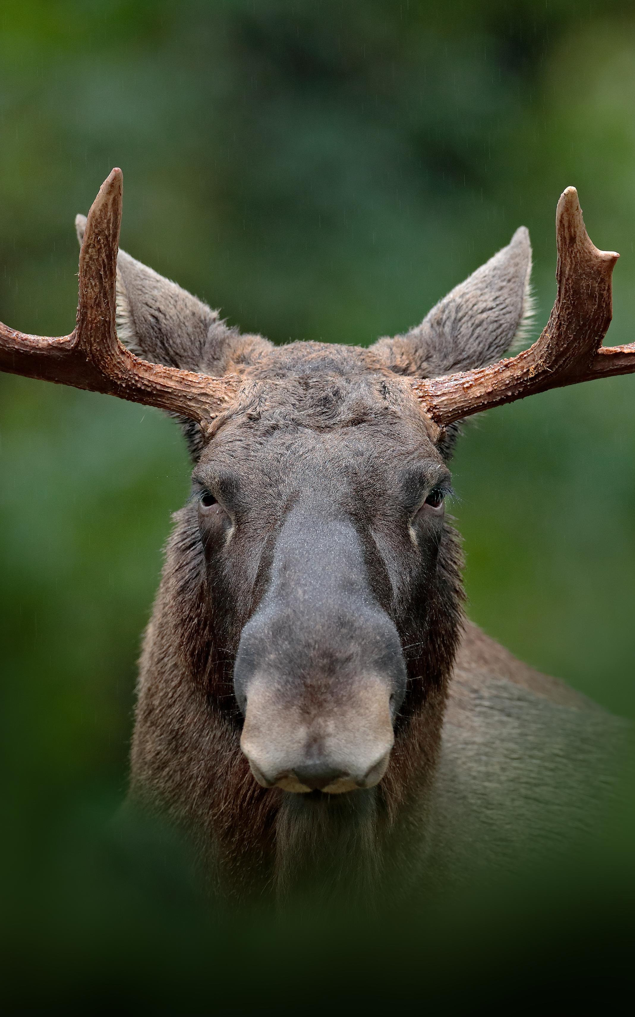 Beautiful News-Headshot of a moose