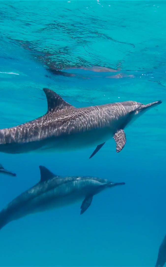 Beautiful News-Dolphins swimming in the ocean