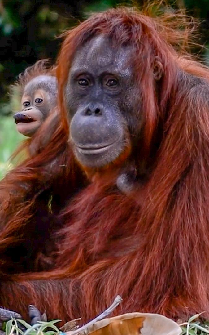 beautiful news orangutan