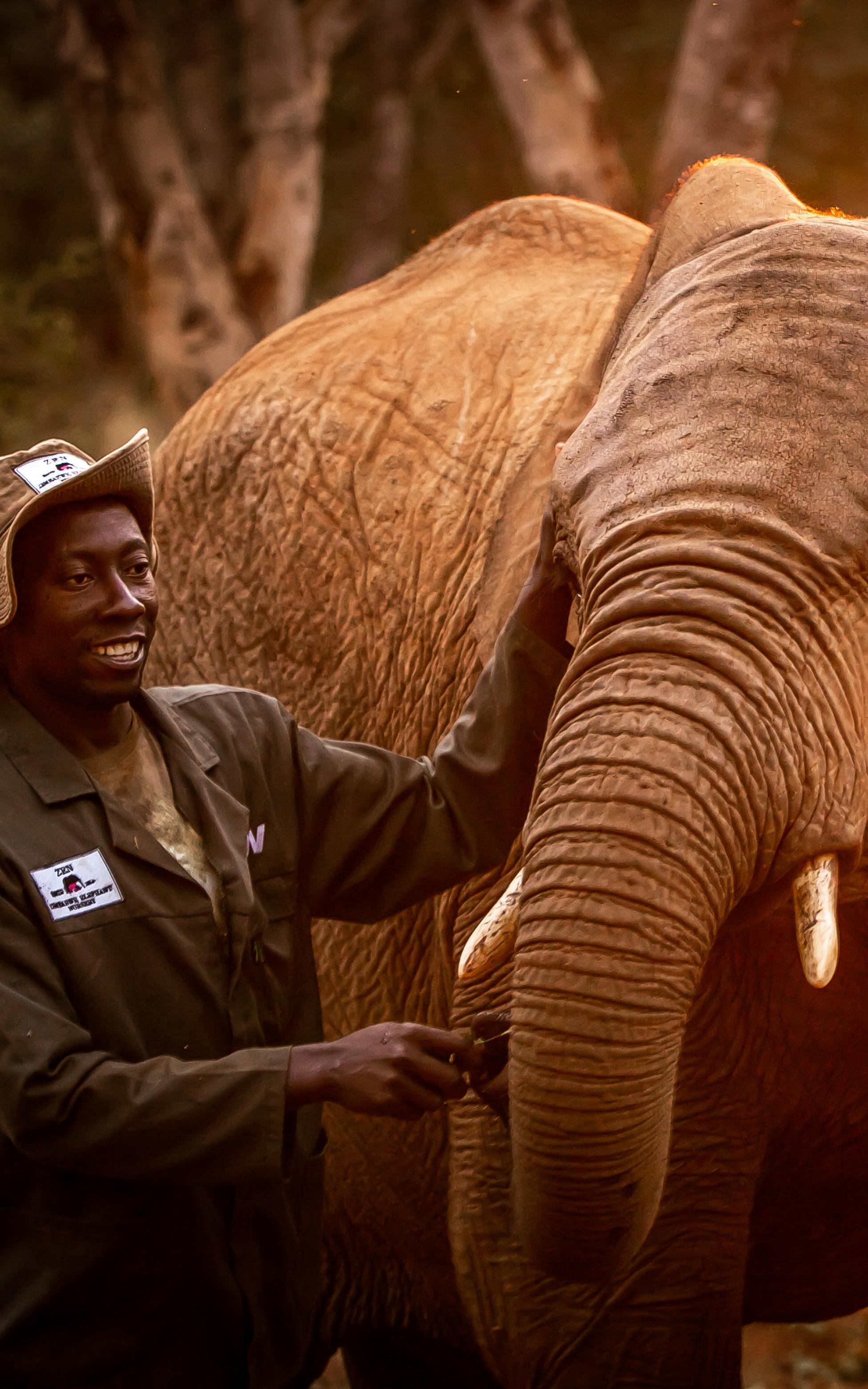 beautiful news elephants