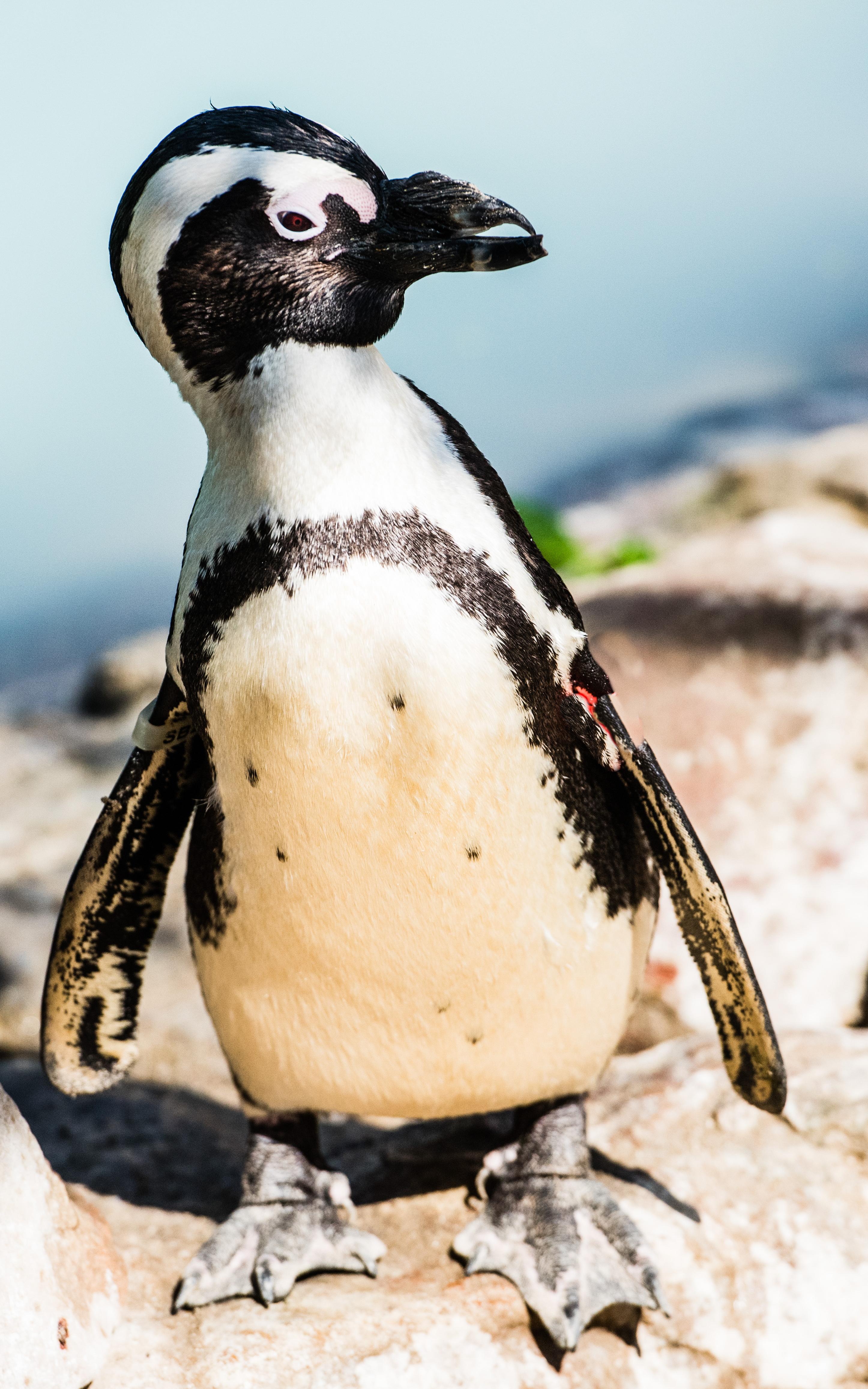 Beautiful News penguins