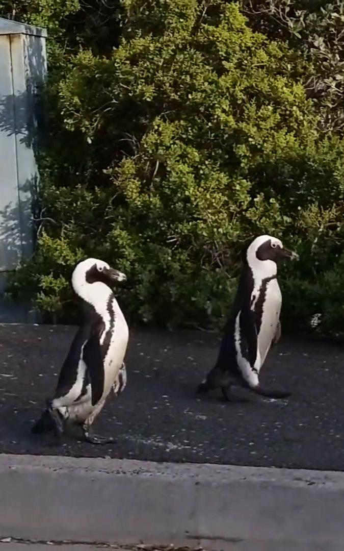 Beautiful News-Penguins roaming the streets