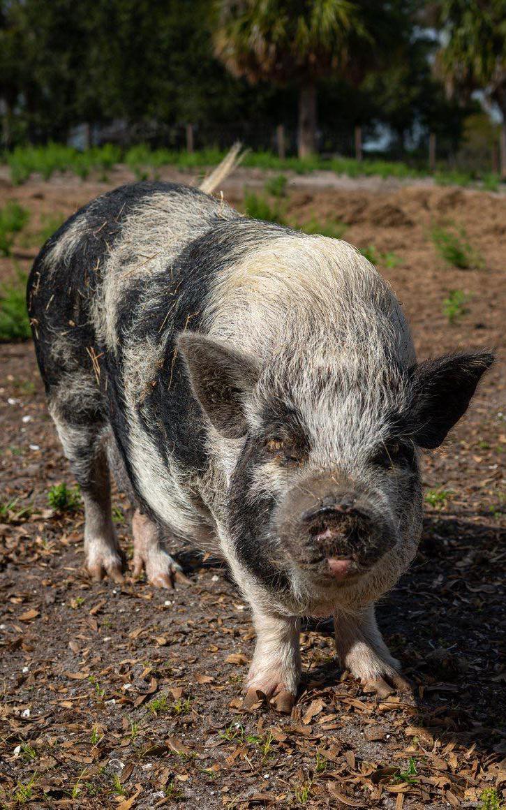 Pig standing on the ground
