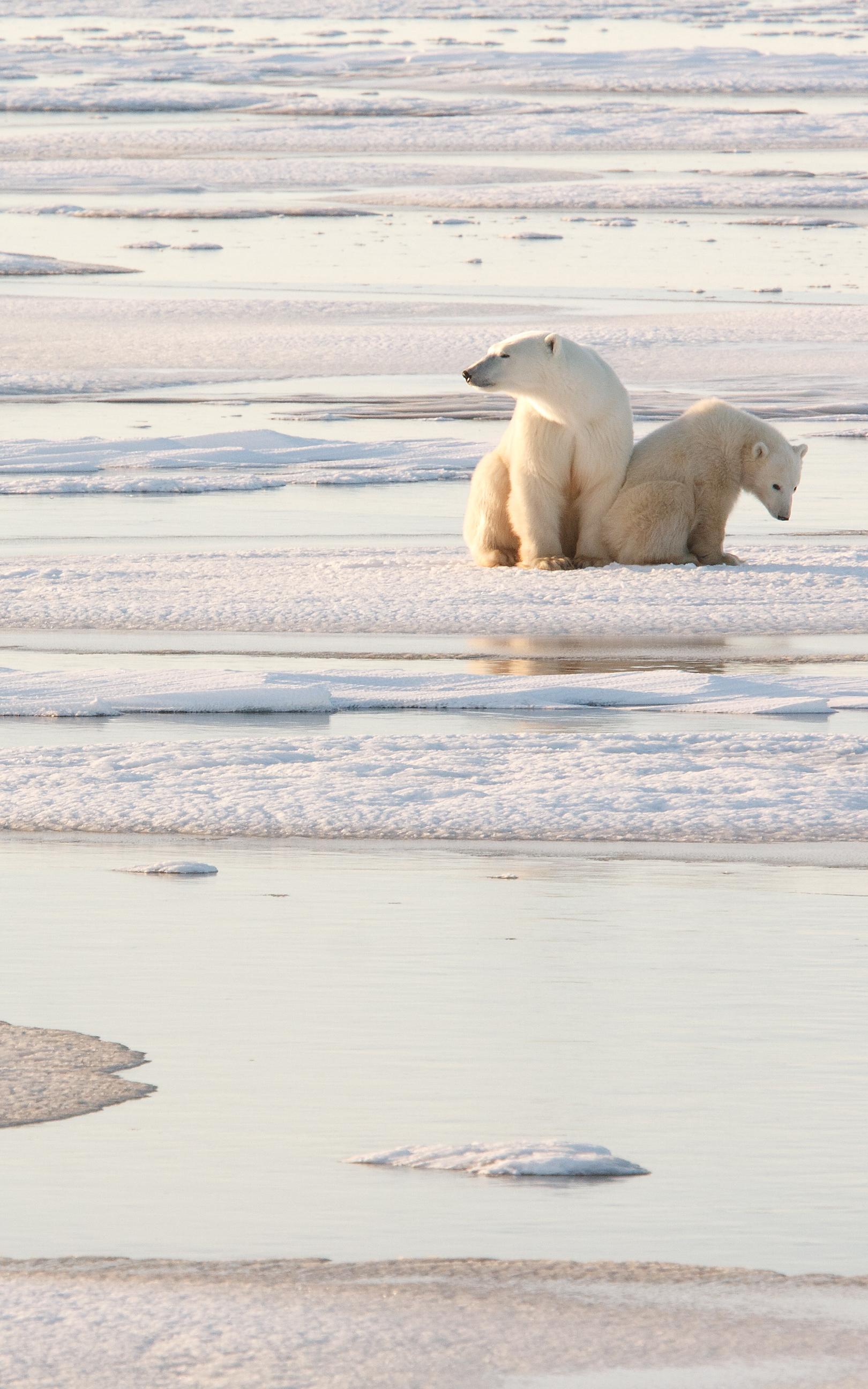 Beautiful News - Two polar bears sitting on ice in the Arctic scanning their surroundings