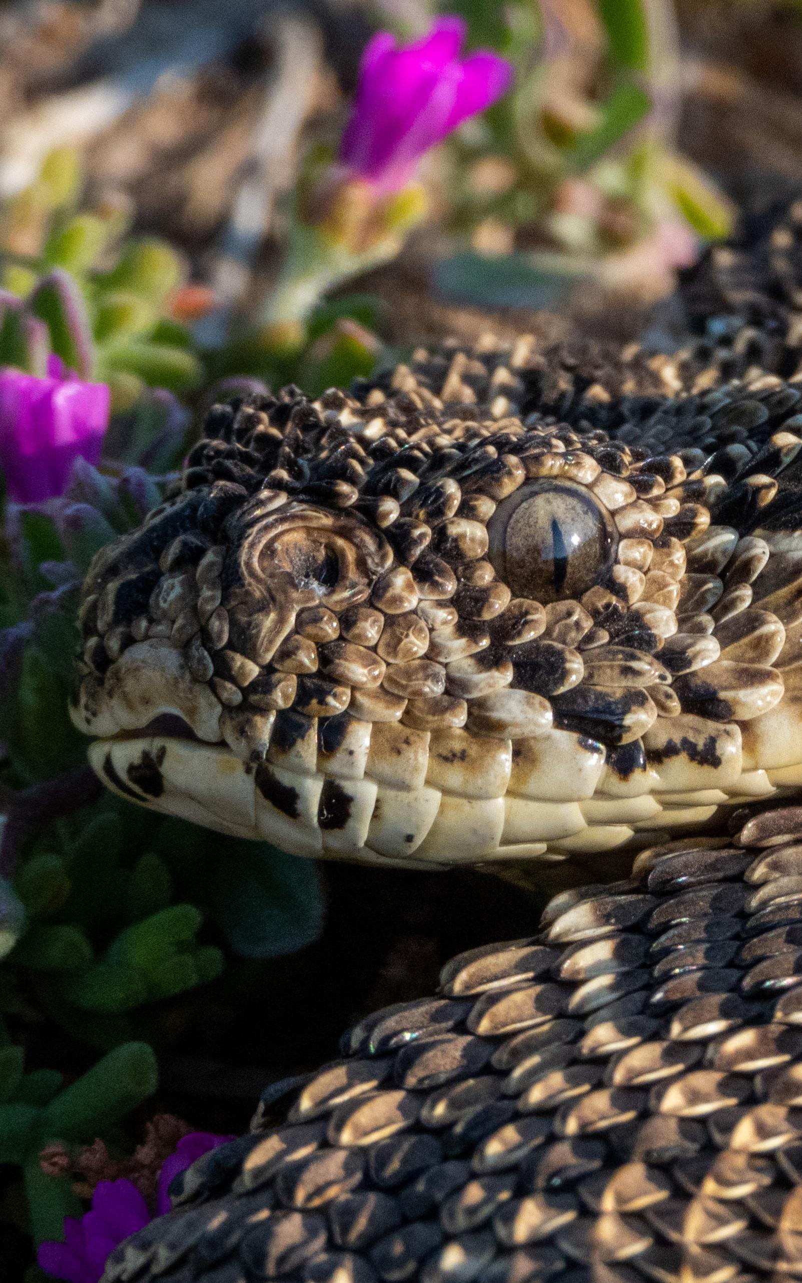 Snake.