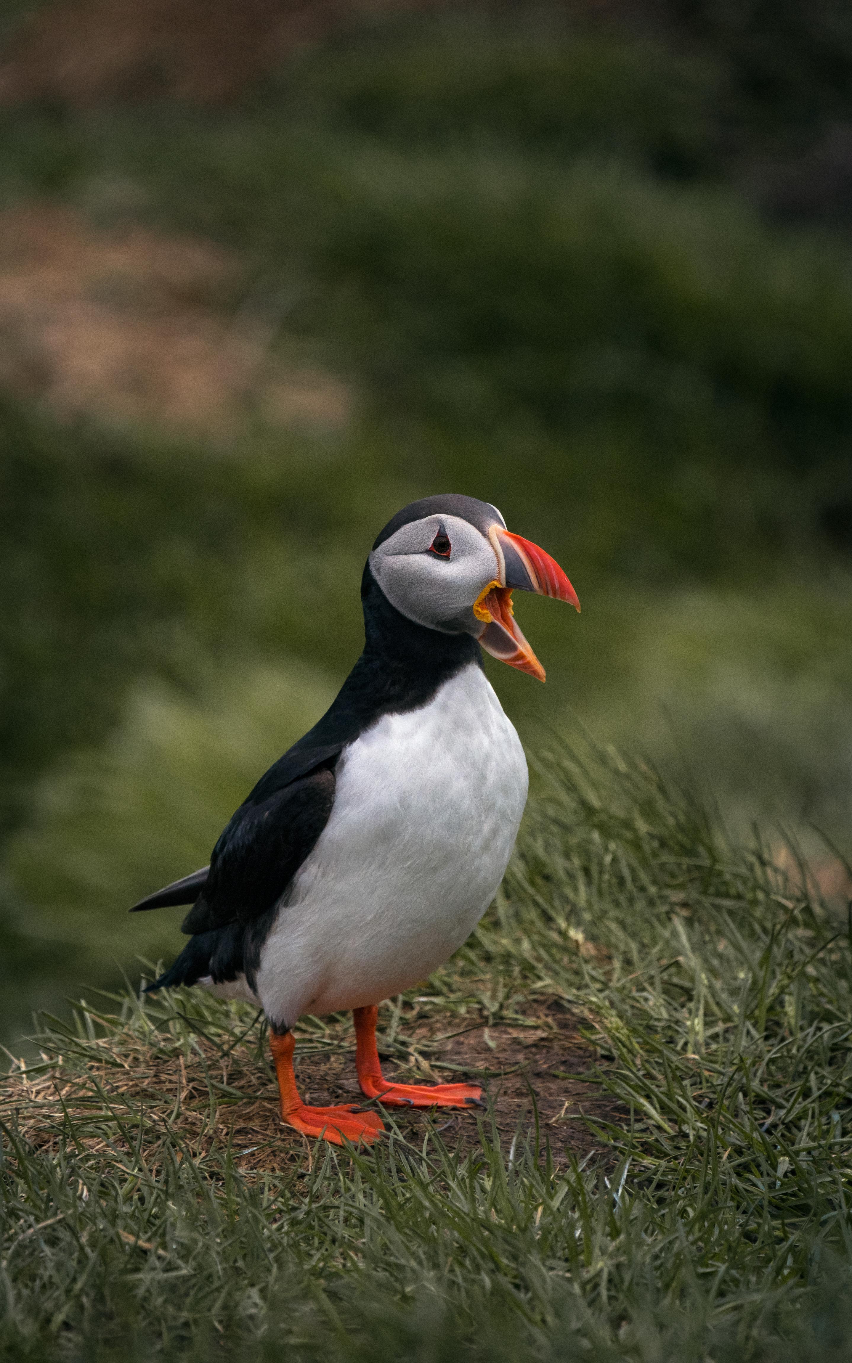 beautiful news puffins