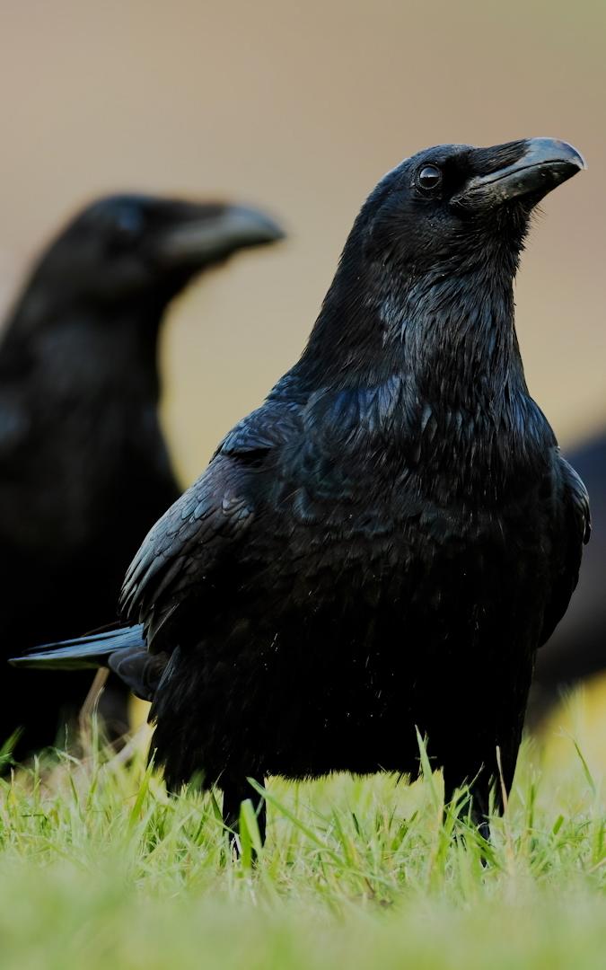 Beautiful News- Three ravens