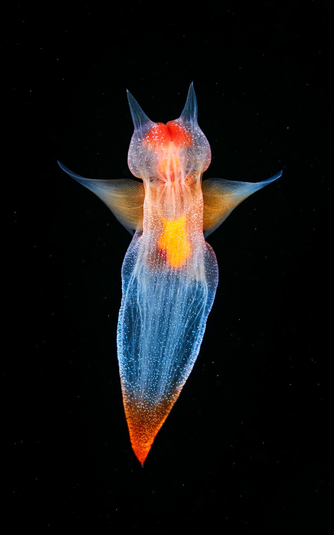 Sea angel in the depths of the ocean. 