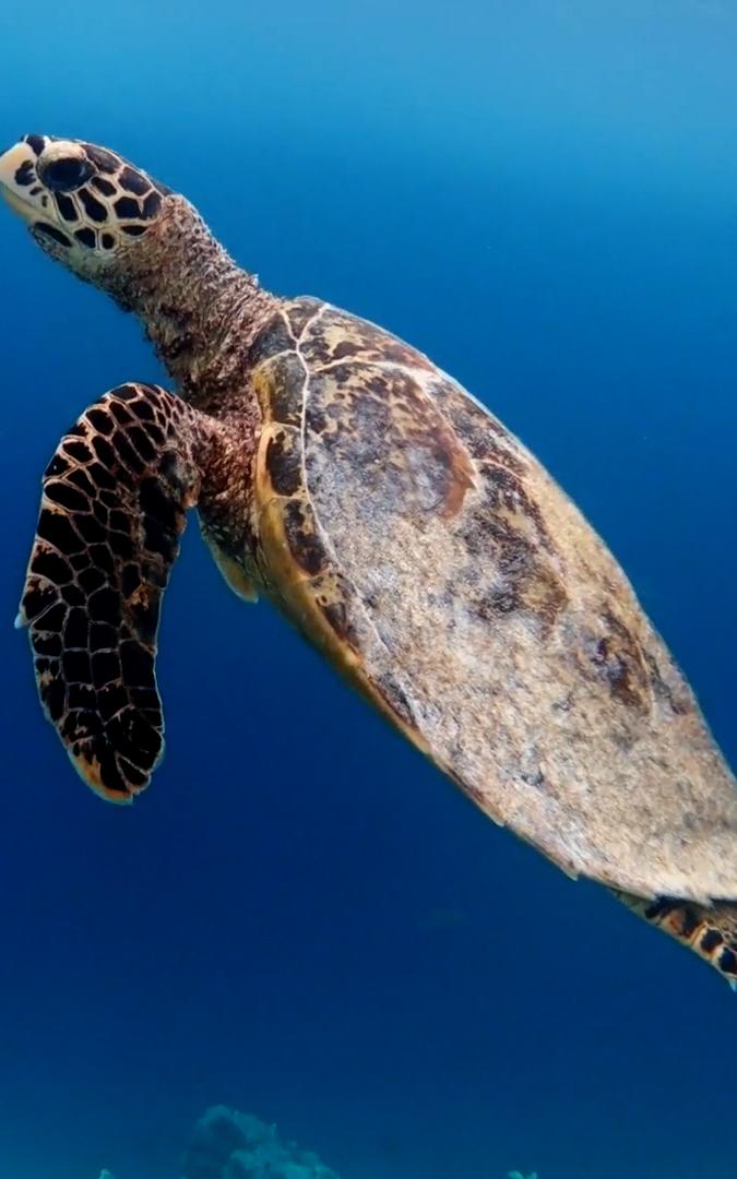 Beautiful News Sea Turtles