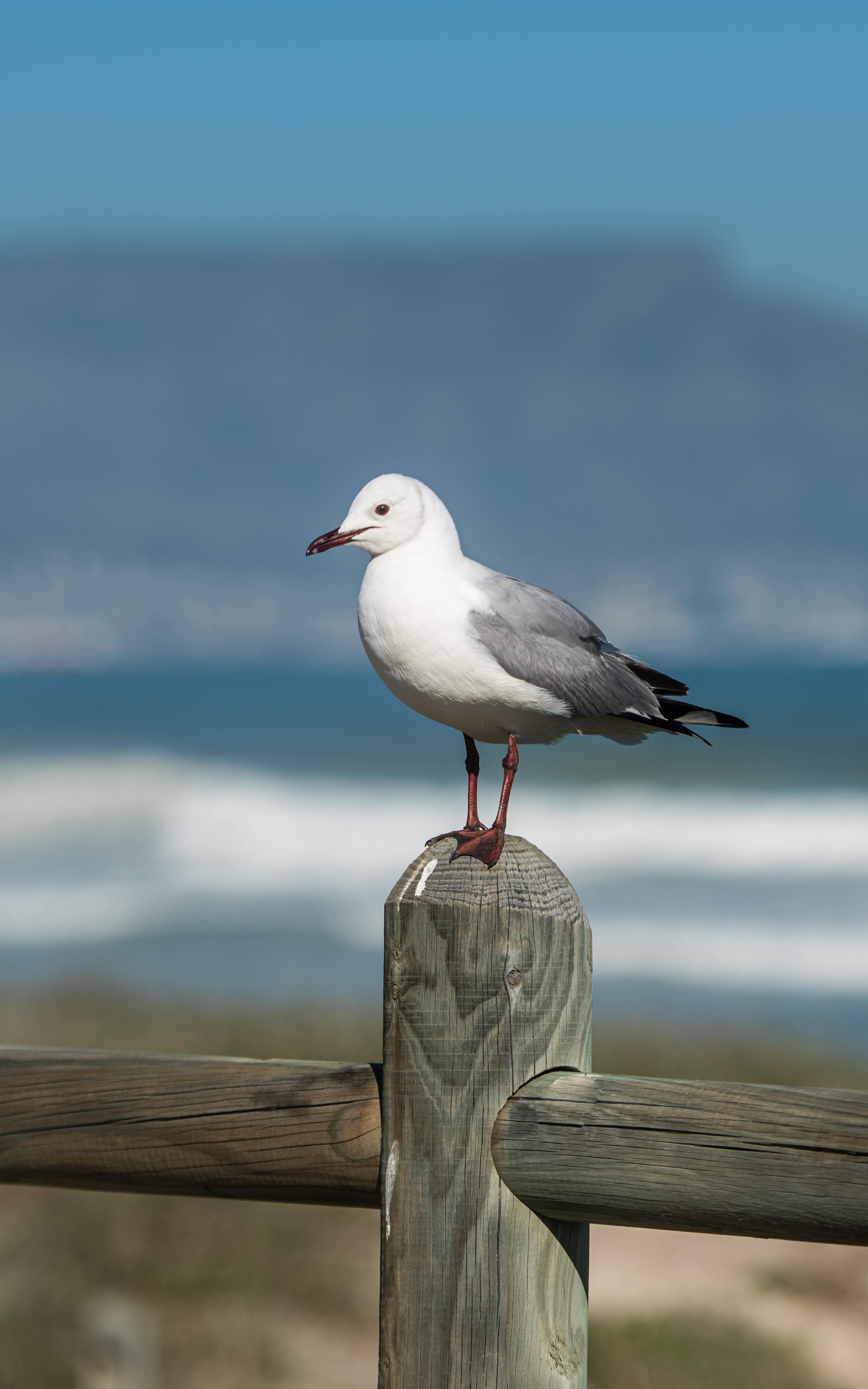 Beautiful News - 3 seagulls standing on wooden fencing