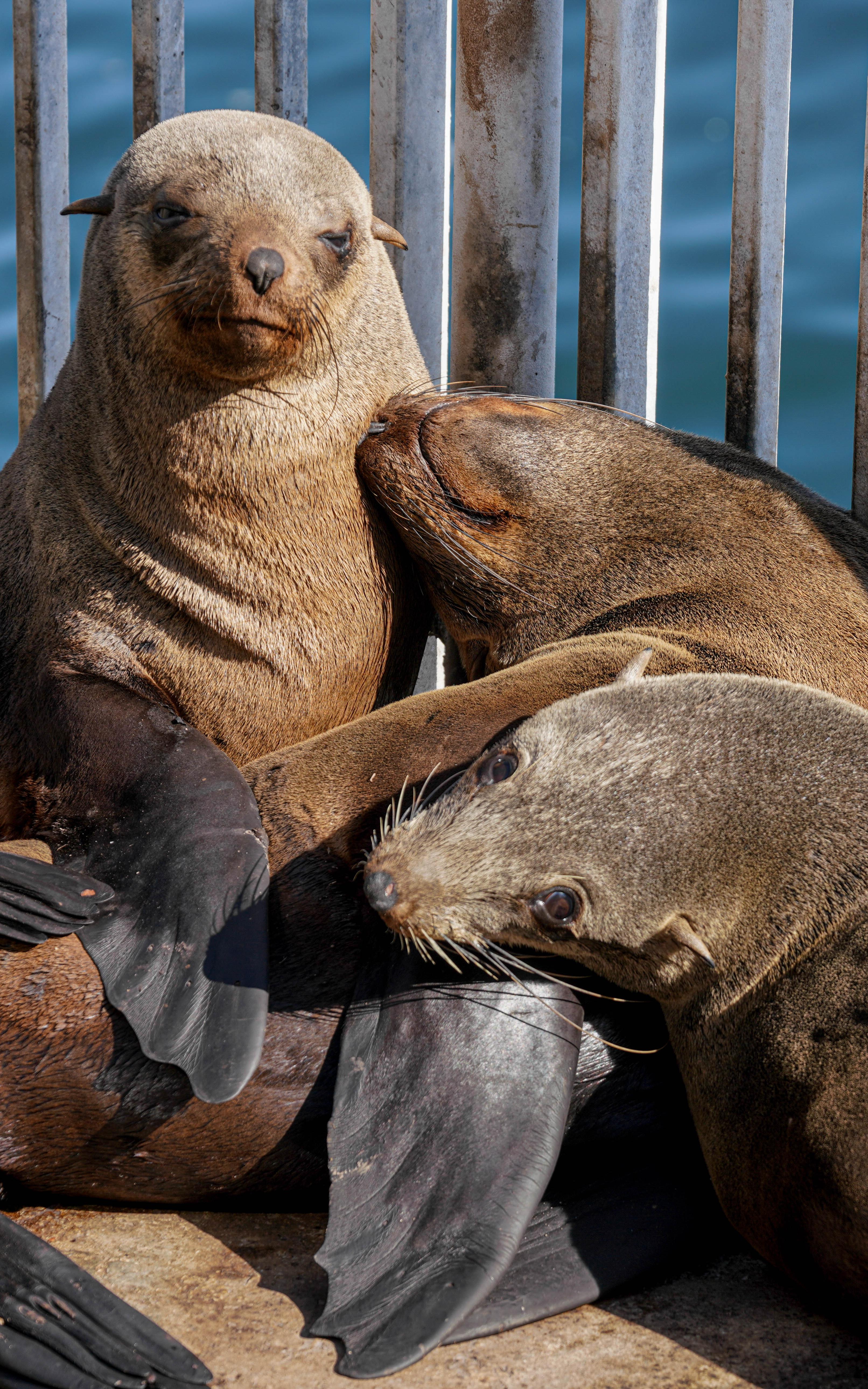 Beautiful News-Seals