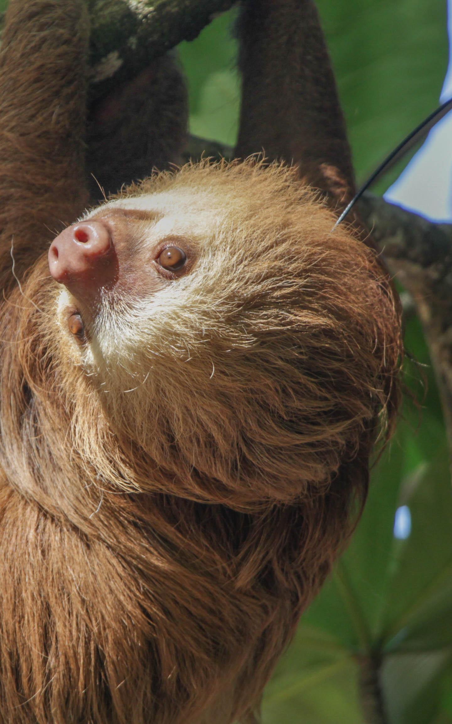 beautiful news sloths