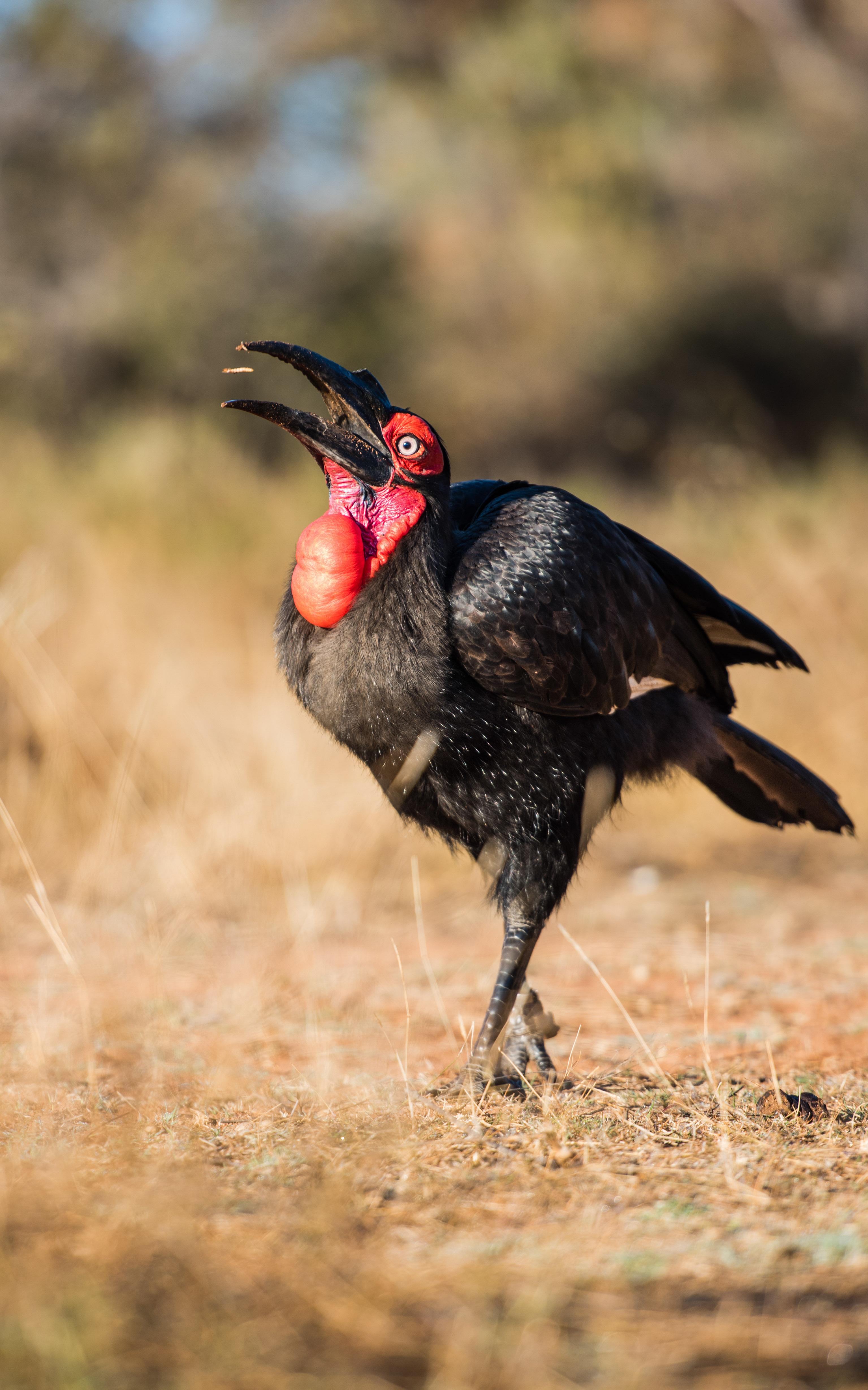 Beautiful News - A Southern Ground Hornbill from Mabula Ground Hornbill Project