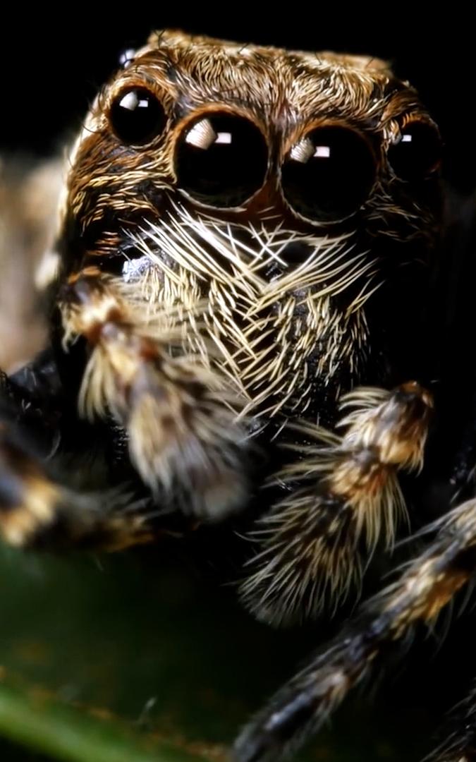 Beautiful News - Close up image of spider on a leaf