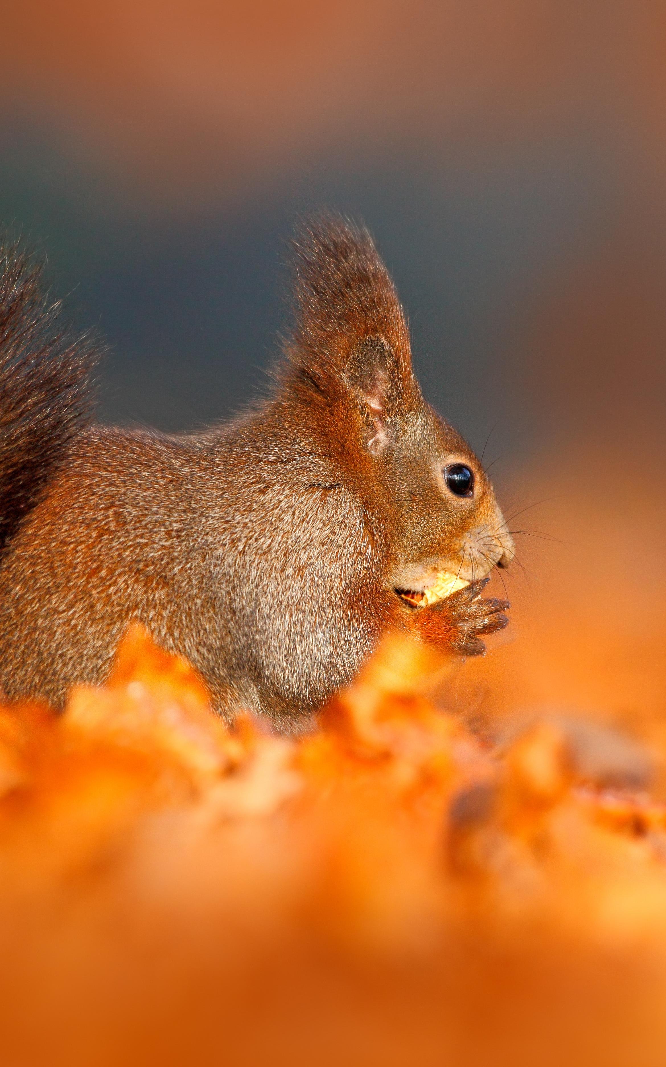 Beautiful News - Squirrel sitting in brown leaves on the ground eating a nut