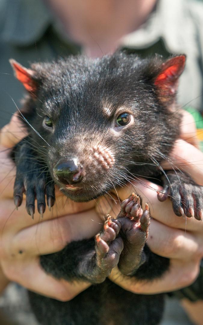 Tasmanian Devil being held.