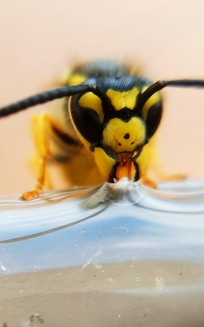 Beautiful News-Wasp.