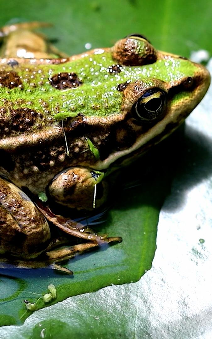 Beautiful News-Frog perched on a leaf.